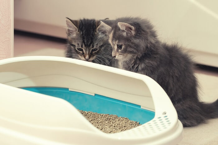 4. Frisco Multi-Cat Clumping Clay Cat Litter - najlepszy żwirek dla kota