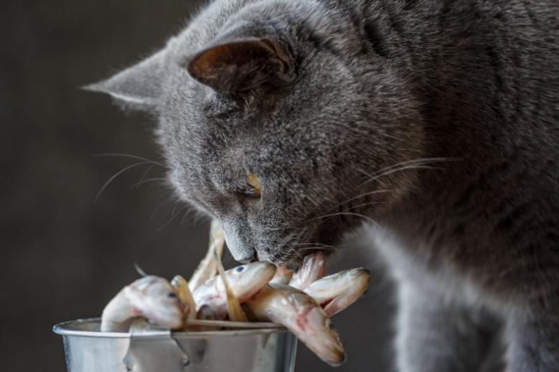 Czy gotowane ostrygi są zdrowe dla kotów?