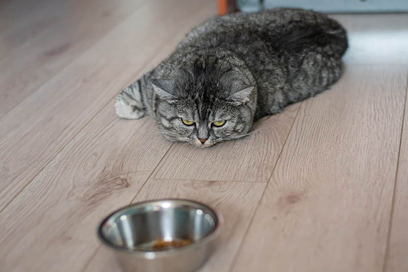 4 powody, dla których koty przykrywają jedzenie