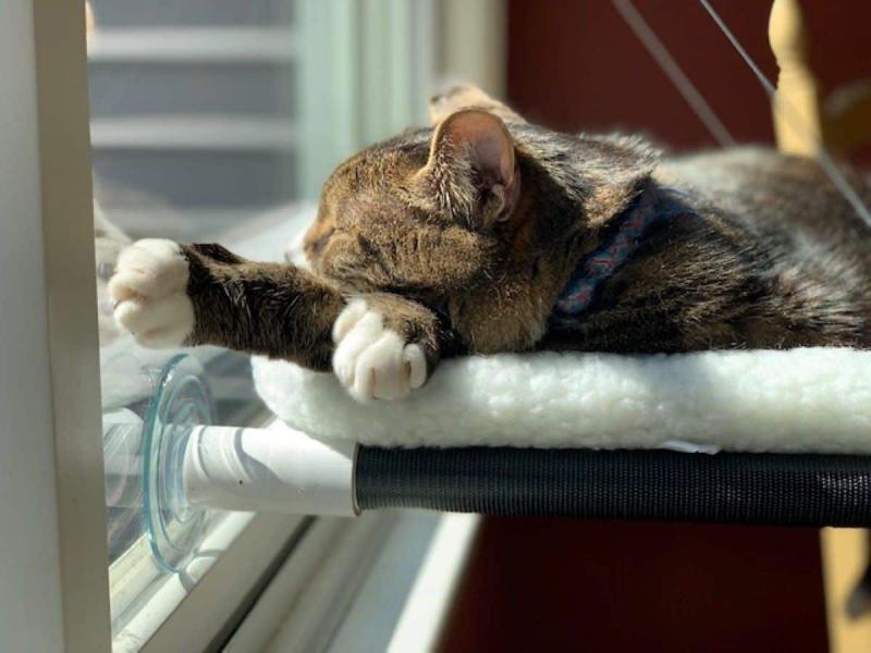 1. K&H EZ Mount Bolster Cat Window Perch - Najlepszy ogólnie