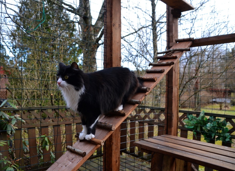 5. System wolnostojących ogrodzeń dla kotów od Purrfect Fence