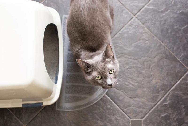 6 powodów, dla których kot robi kupę w wannie