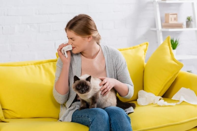 W jaki sposób koty hipoalergiczne wytwarzają mniej alergenów?