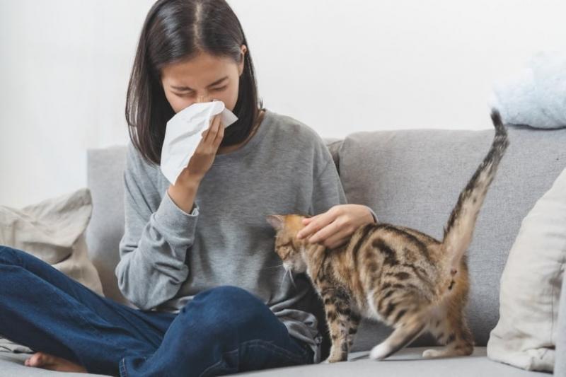 Czy alergie u kotów są genetyczne? Najczęściej zadawane pytania dotyczące alergii