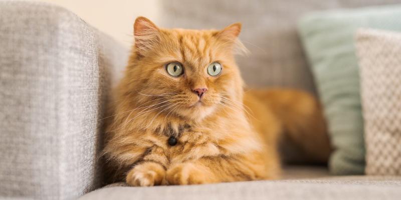 Czy koty sikają ze złości? Fakty i porady zatwierdzone przez weterynarza