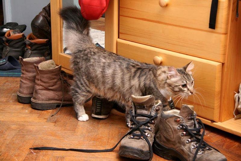 Dlaczego mój kot uwielbia moje buty? 7 możliwych powodów