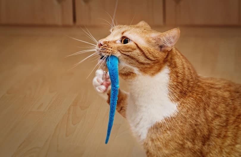 Dlaczego mój kot wkłada zabawki do miski z wodą? 10 prawdopodobnych powodów