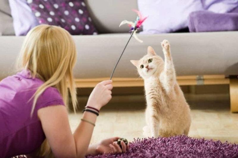 5 powodów, dla których koty uwielbiają sznurek