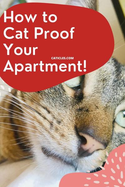 Jak zabezpieczyć mieszkanie przed kotami: 15 wskazówek zatwierdzonych przez weterynarza