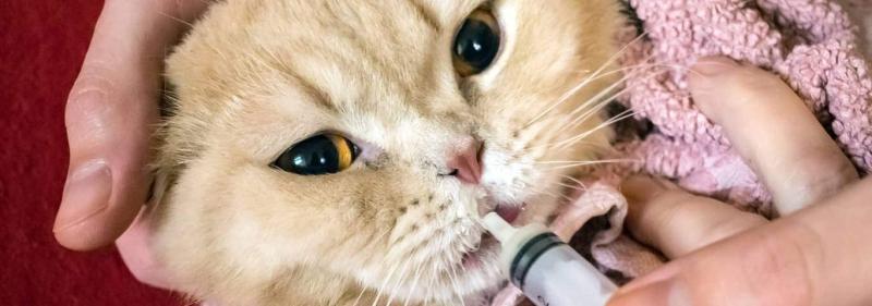 Jak podawać leki kotu: 9 wskazówek dotyczących tabletek i płynów