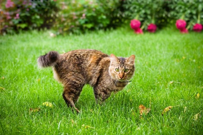 Czy koty uciekają z domu, by umrzeć? Fakty potwierdzone przez weterynarzy
