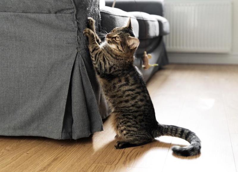 Dlaczego mój kot drapie podłogę? 4 prawdopodobne przyczyny i porady dotyczące zapobiegania
