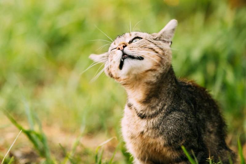 Dlaczego koty potrząsają głowami? 15 możliwych powodów i najczęściej zadawane pytania