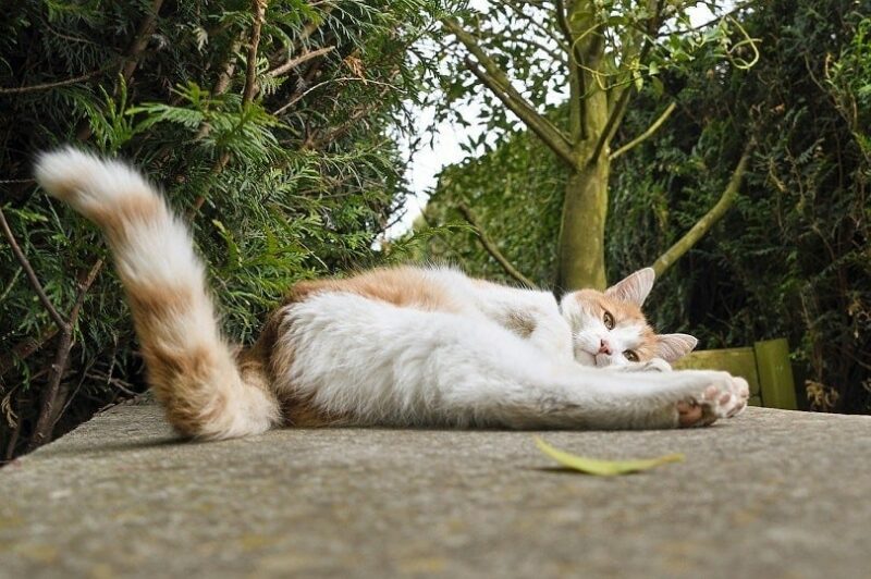 Dlaczego ogony kotów są tak długie? 5 zatwierdzonych przez weterynarzy powodów i najczęściej zadawane pytania
