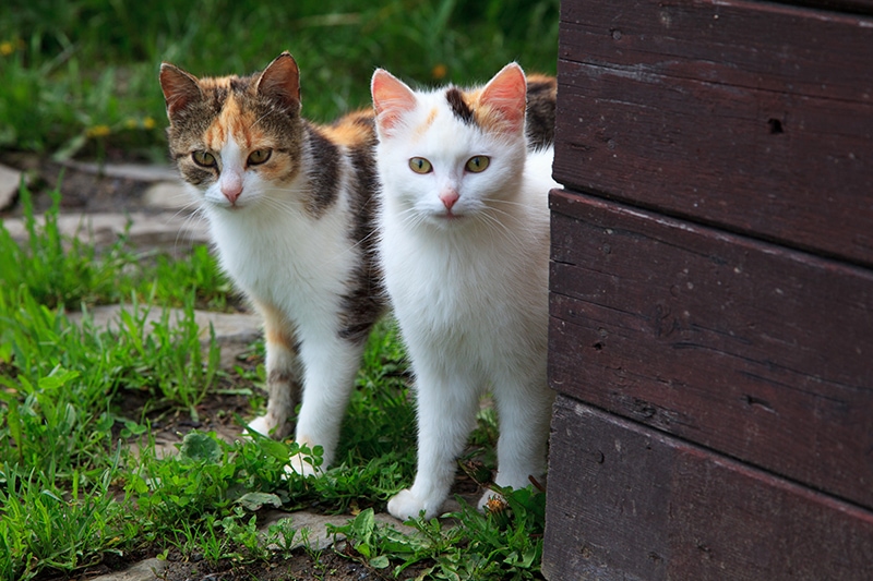 Czy koty się rozmnażają? Fakty dotyczące rozmnażania potwierdzone przez weterynarza