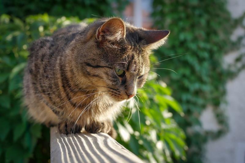 Jak zabezpieczyć balkon przed kotami