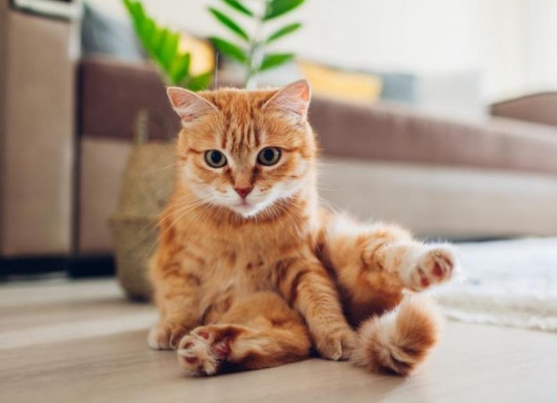 Giardia u kotów: Objawy, przyczyny i możliwości leczenia (Odpowiedź weterynarza)