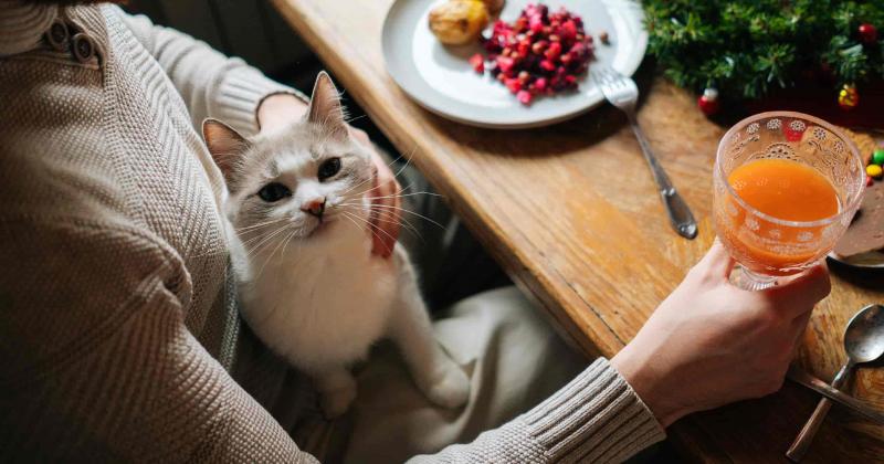 9 świetnych opcji żywieniowych dla kotów na Święto Dziękczynienia