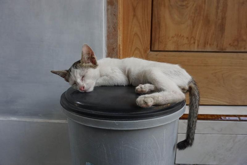 Kot nagle śpi w dziwnych miejscach? 5 zatwierdzonych przez weterynarza powodów