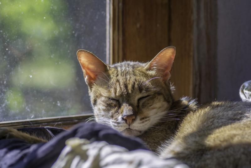 W jaki sposób kadzidło jest szkodliwe dla kotów?