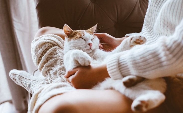 Korzyści ze spania z kotem