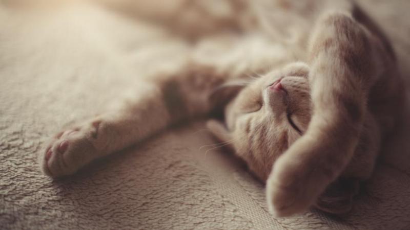 24 pozycje do spania dla kotów
