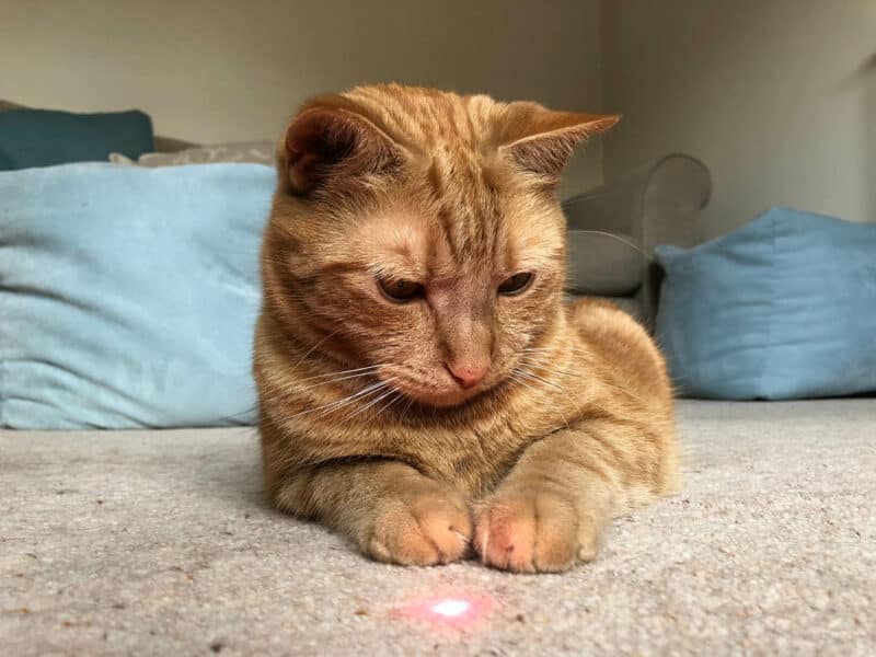 Dlaczego uważamy, że koty lubią ruchy laserów?