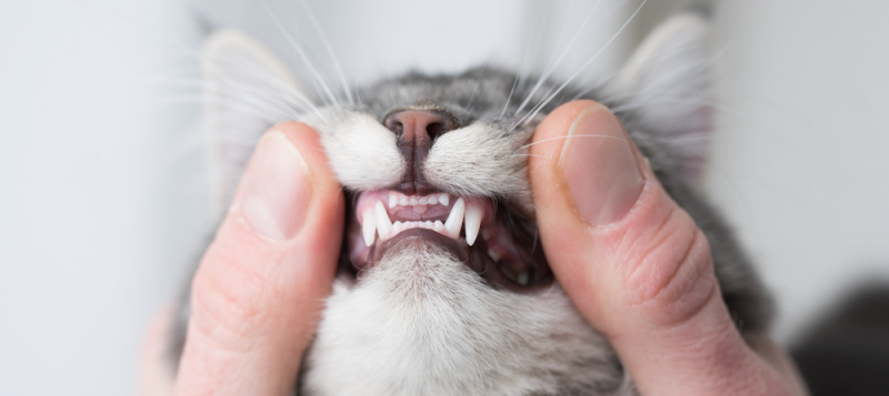 Jak często należy szczotkować zęby kota?