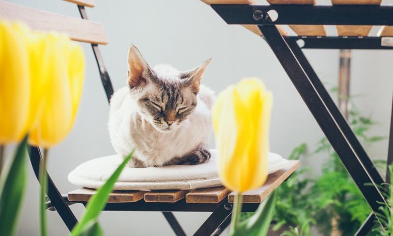 Czy rośliny jadeitowe są toksyczne dla kotów? Fakty zatwierdzone przez weterynarza i bezpieczne opcje