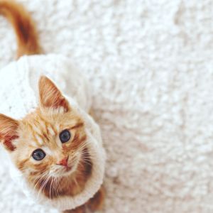 Jak długo utrzymuje się zapach moczu kota? Wskazówki dotyczące czyszczenia i dlaczego zdarzają się wypadki