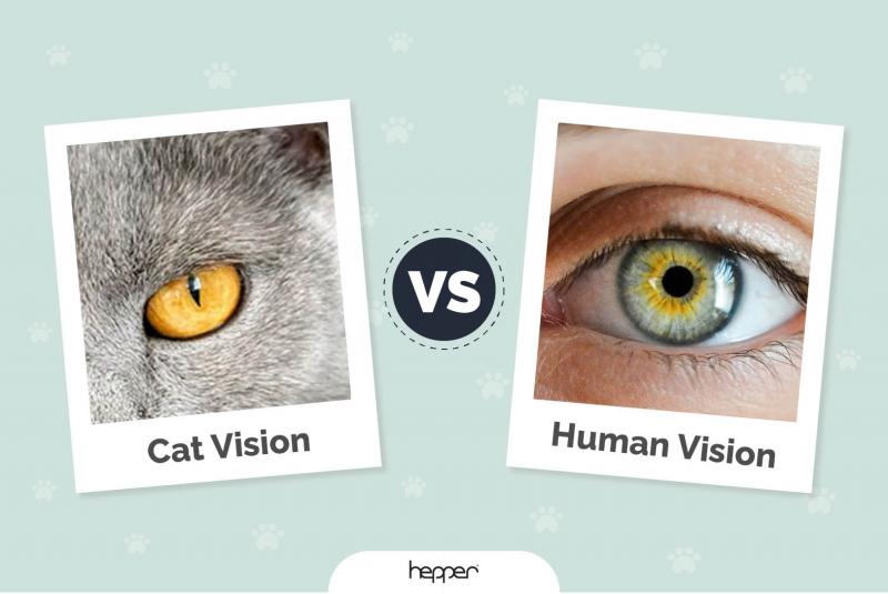 Wzrok kota a wzrok człowieka: Wyjaśnienie głównych różnic