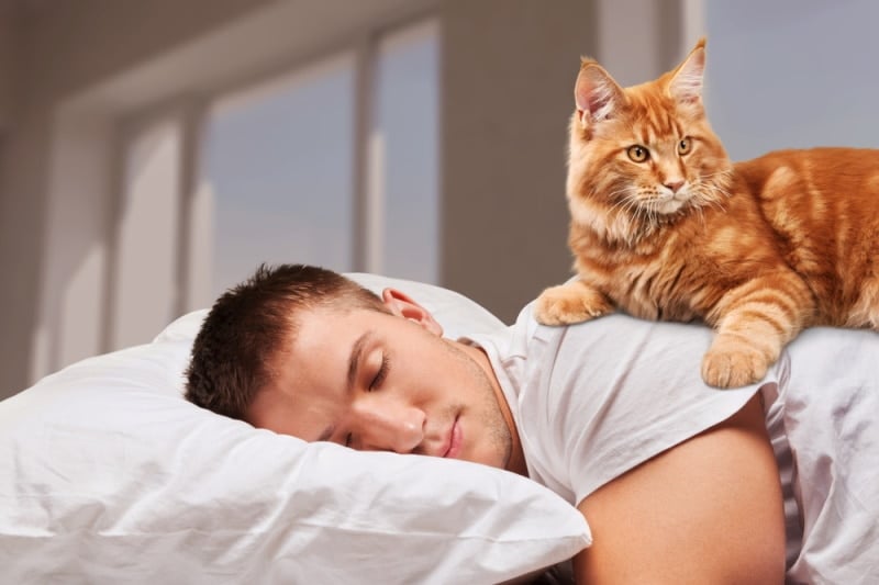 Jak koty zabiegają o uwagę swoich właścicieli?