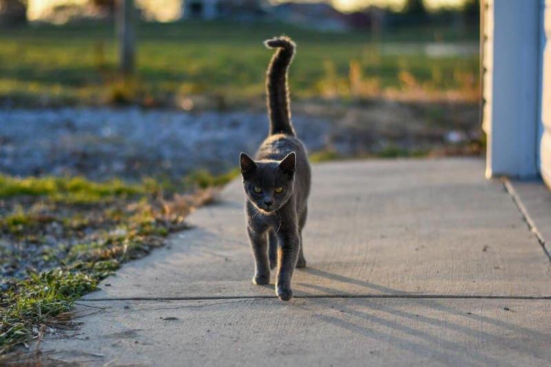 Czy koty mogą znaleźć drogę do domu, jeśli się zgubią? Co musisz wiedzieć!