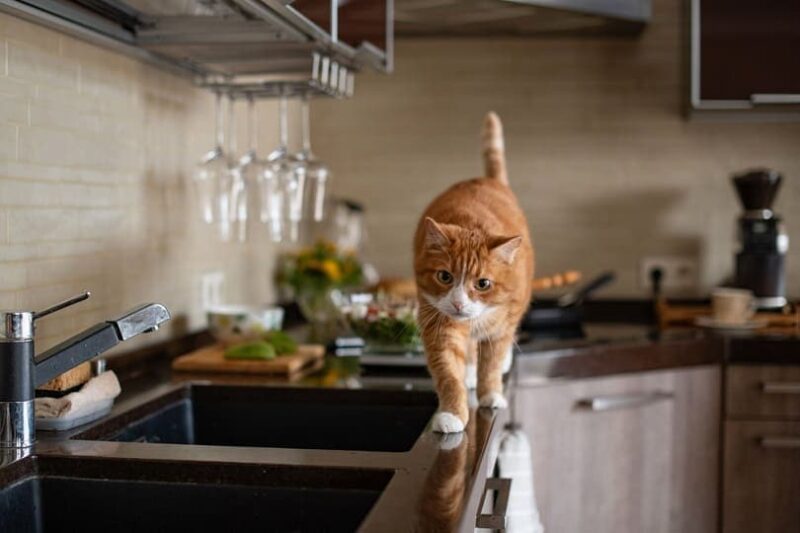 Jak trzymać koty z dala od blatów kuchennych i stołów (6 sprawdzonych metod)