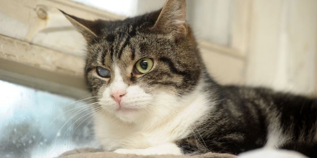 Dlaczego oczy kota świecą? Zatwierdzone przez weterynarza przyczyny i warunki zdrowotne