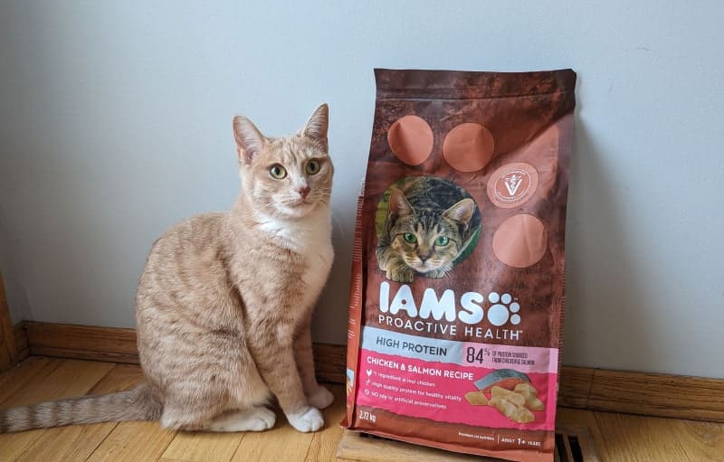 IAMS Cat Food Review 2024: Plusy, minusy, werdykt i najczęściej zadawane pytania