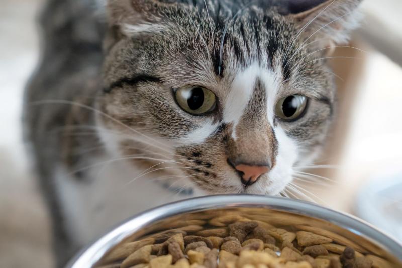 Czy koty mogą bezpiecznie jeść jedzenie, które zakrywają?