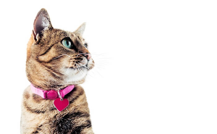 7. Bezpieczna poliestrowa obroża dla kota z dzwonkiem - najlepsza obroża dla kotów przebywających w domu