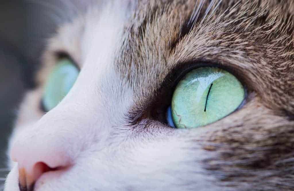 Co to jest wydzielina z oczu kota?