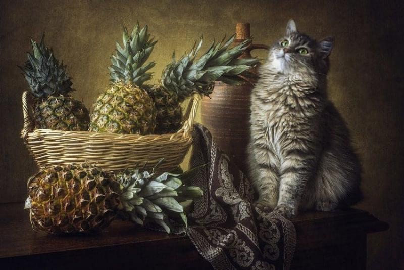 Czy koty faktycznie lubią ananasa?