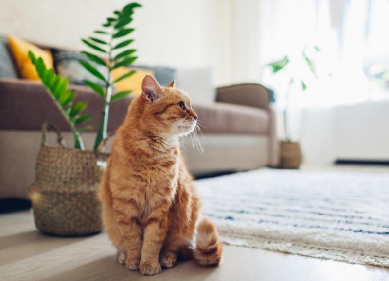 Ehrlichioza u kotów: Objawy, przyczyny i leczenie (odpowiedź weterynarza)