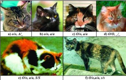 6 rodzajów kotów calico
