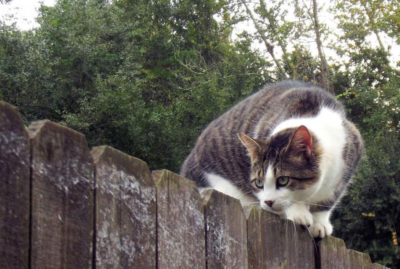 10 najlepszych odstraszaczy i środków odstraszających koty w Wielkiej Brytanii