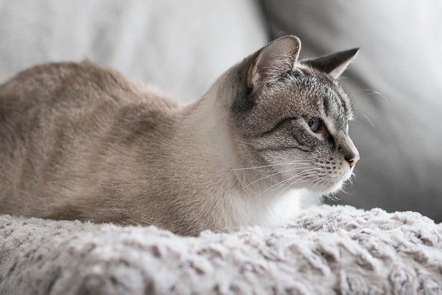 7 najlepszych zewnętrznych poduszek grzewczych dla kotów