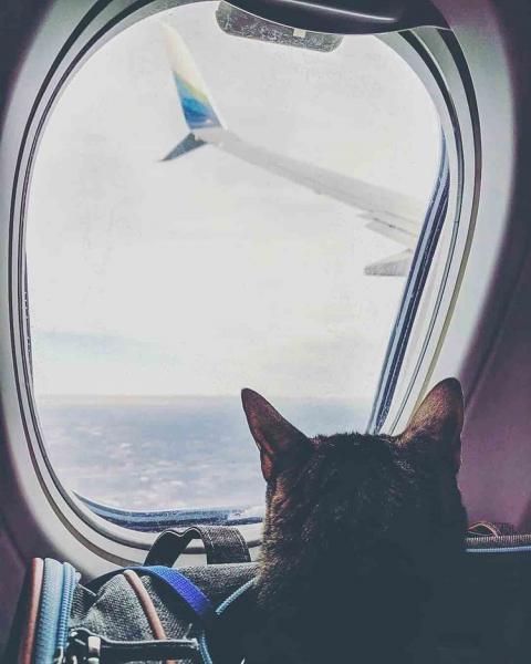 Jak kot korzysta z toalety w samolocie? 5 wskazówek dotyczących planu podróży