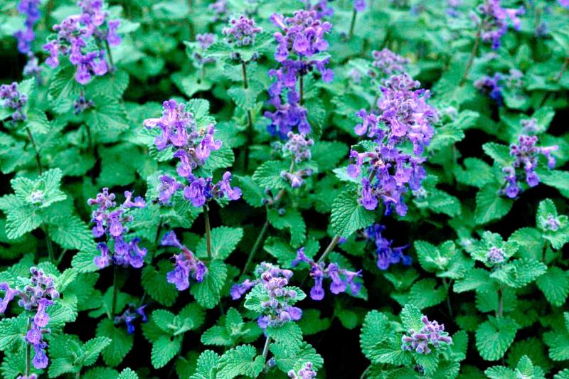 Catmint vs. Catnip: Jakie są różnice?