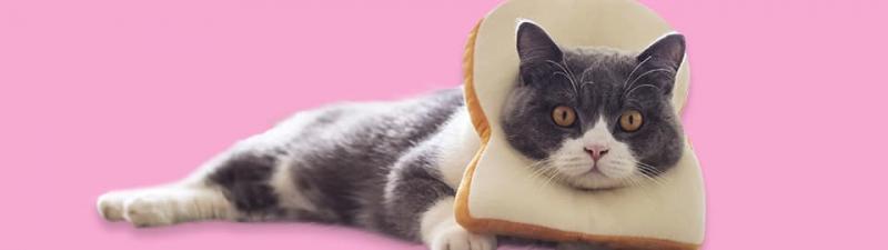 Czy koty mogą jeść chleb? Rodzaje, dodatki i często zadawane pytania zatwierdzone przez weterynarzy