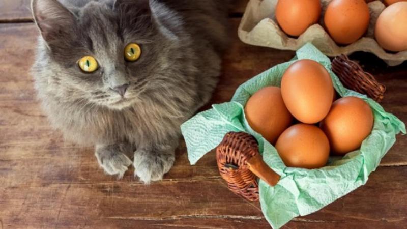 Dlaczego powinienem karmić kota jajkami?