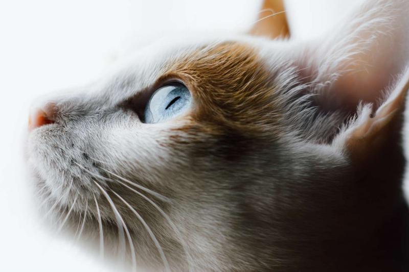 12 najlepszych ras kotów dla początkujących właścicieli kotów (ze zdjęciami)