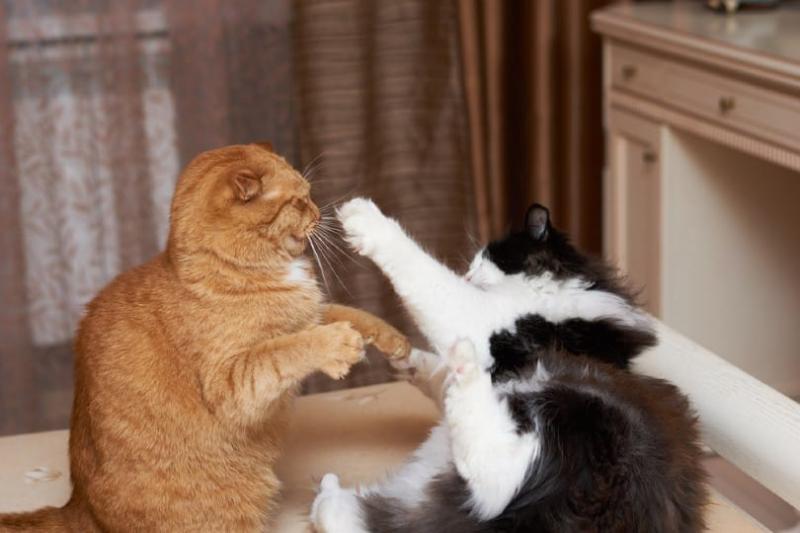 Czym jest bójka kotów?